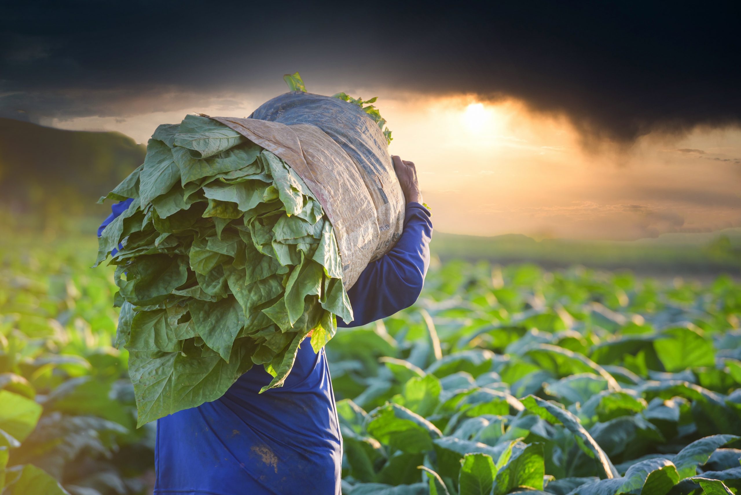 Tobacco Farming Challenges and Prospects